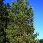 Healthy Scotch Pine