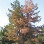 Scotch Pine with Pine Wilt